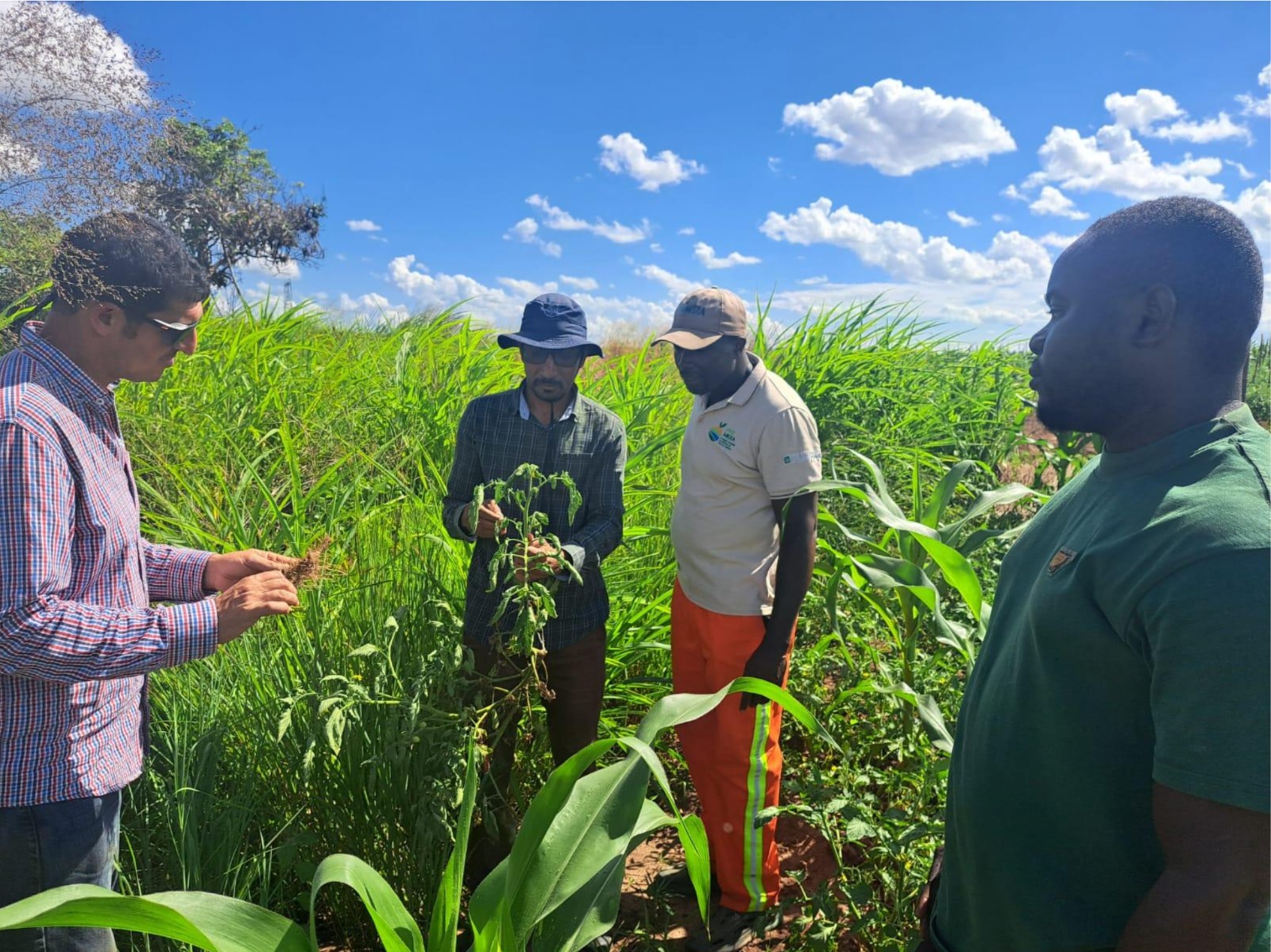 En el marco del acuerdo firmado por Fundación ArgenINTA, el INTA comparte conocimiento técnico en Mozambique